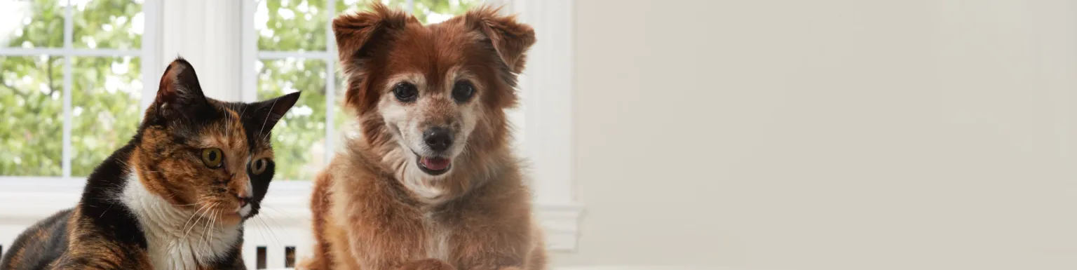 MSD Animal Health Login